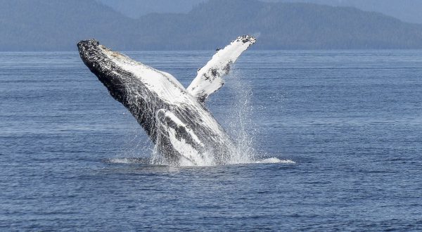 Time to tour Newfoundland – “Off to the Rock” – Coming June 2020